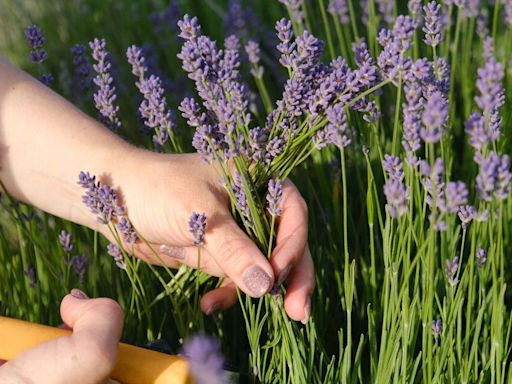 Gardeners urged to prune lavender ‘now’ or risk ‘leggy and twiggy’ plant