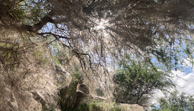 Spiders and their webs taking over a section of Sugar Beach in Kihei | News, Sports, Jobs - Maui News