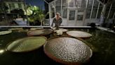 A Rare Water Lily Blooms | Newswise