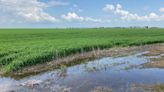 Crop development in Sask. falls behind due to recent rainfall