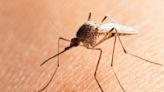Testing confirms first human case of West Nile virus in Ottawa this year