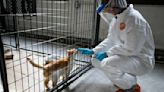 Bird flu is infecting cats and some dogs | Honolulu Star-Advertiser