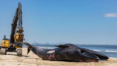 44-Foot Endangered Whale Found Dead on Cruise Ship's Bow as It Arrives in New York City