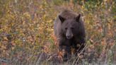 Serie de ataques de oso genera alerta en Nueva Jersey