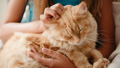 Rescue Cat Meows with Pure Delight After Trying Wet Food for the First Time