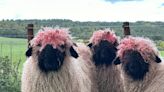 Ewe all want the same? Sheep get accidental dye job after rubbing red feeder