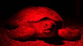 Red light reveals loggerhead nesting boom in Türkiye's Antalya