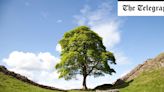 Why a royal touch could make the Sycamore Gap saplings worth more than the original tree