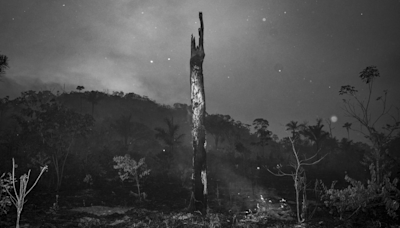 Terra Vermelha: o retrato de uma Amazónia distópica