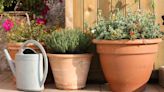 Gardening expert reveals 50p trick will transform your garden and brighten it up