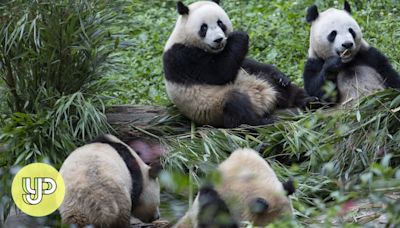 Hongkongers can look forward to the arrival of two new giant pandas