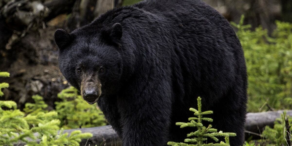Black bear sightings reported in Orange