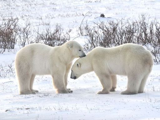 加拿大秋賞白色精靈 北極熊與白鯨隨光閃耀 | 蕃新聞