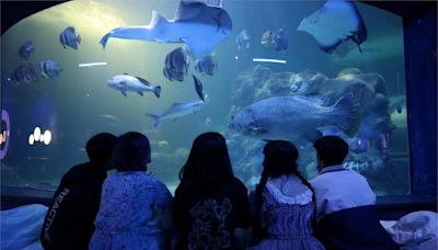 大雨雷擊！ 澎湖水族館「全館停電」緊急公告休館1天-台視新聞網