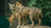 The child-killing wolves sparking panic in India