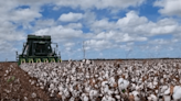 Cotton growers to contribute to fatigue management project - Grain Central
