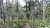 What's missing from Tiverton's Basket Swamp? A key tree for Native peoples | Walking RI