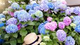 Cómo cultivar hortensias en el jardín y en el balcón