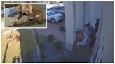 Familia del sur de Florida denuncia feroz ataque de los perros de sus vecinos