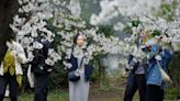 Crowds picnic to see Tokyo's cherry blossoms at full bloom