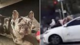 Dog Owner Clings to Car Hood as Alleged Thieves Drive Away with Her French Bulldog