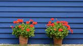 How geraniums became the latest fashionable flower – and the best varieties to grow