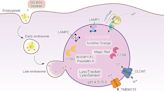 Exploring lysosomal biology: Current approaches and methods