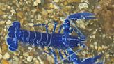 "Absolutely stunning" rare electric blue lobster caught in England