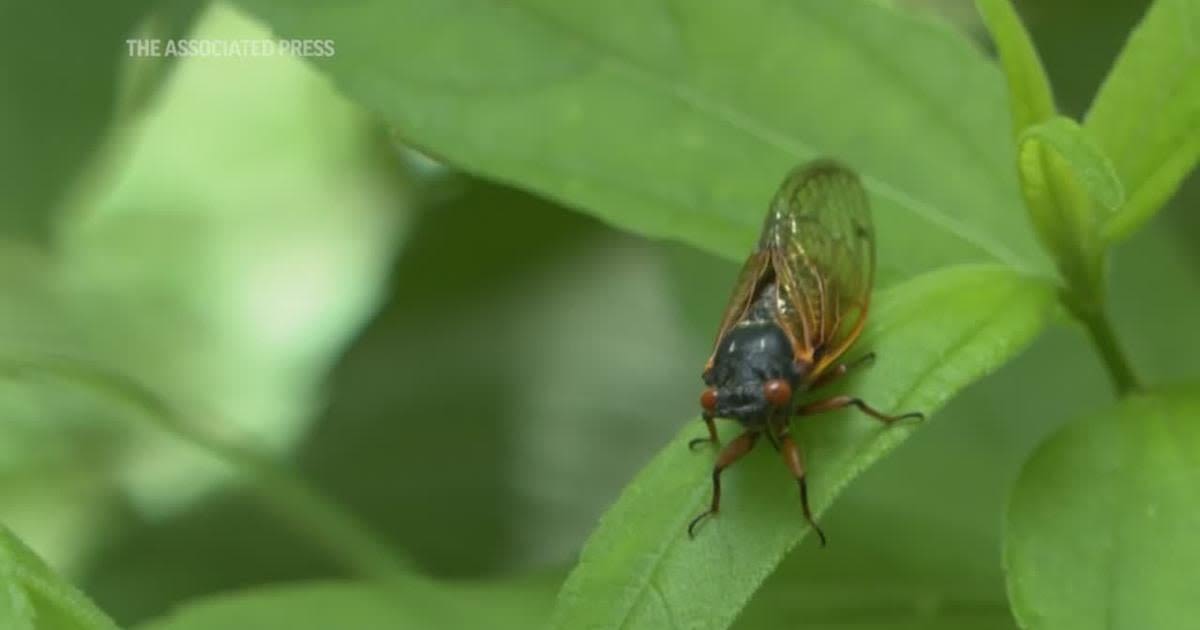 The great cicada emergence of 2024 is underway across the American South and Midwest