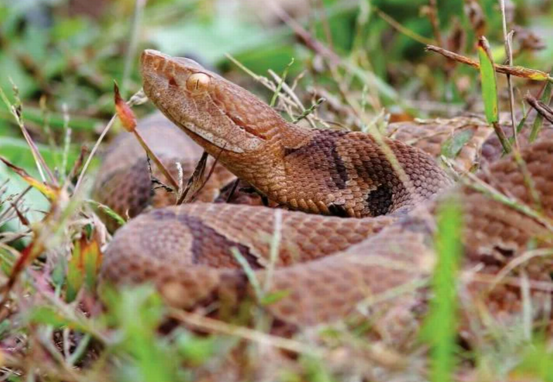 Stay safe in your SC backyard from venomous copperheads this summer with these expert tips