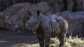 Nace en un zoológico chileno la tercera cría de rinoceronte blanco de Suramérica