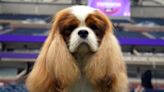 13 delightful Westminster Dog Show 2023 photos of very good dogs