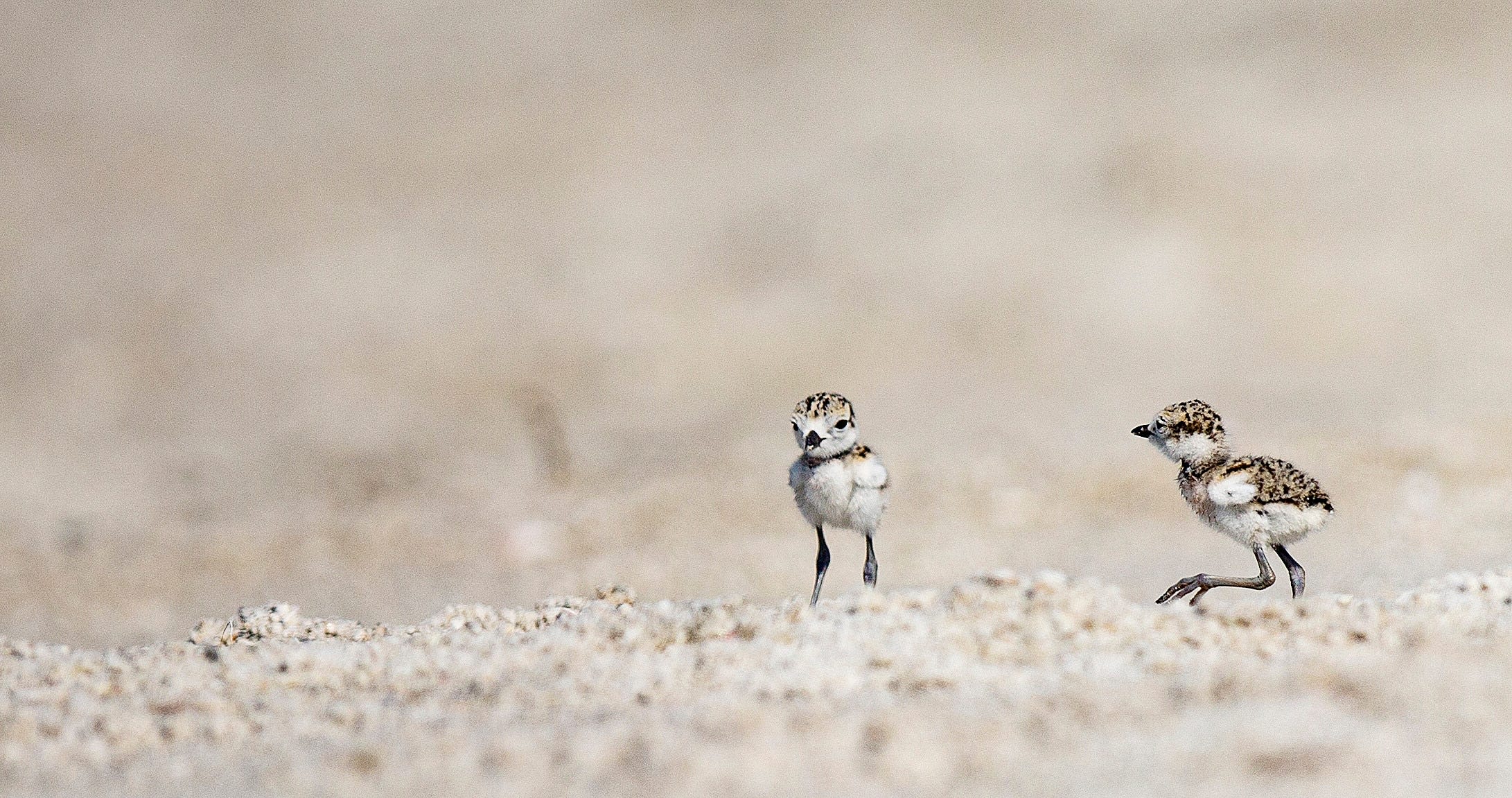 Nightmare for shorebirds: Nesting season at its peak as Fourth of July holiday nears