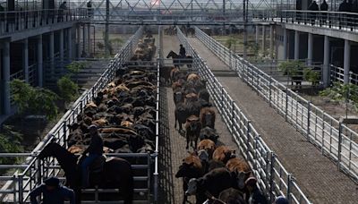 Volvió a subir el valor de la hacienda en el Mercado Agroganadero ante otra oferta reducida