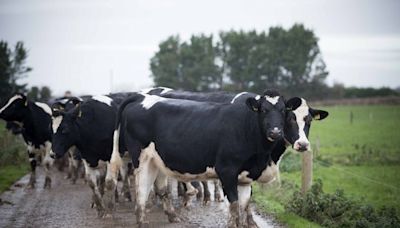 ‘The plan is to cut emissions not the herd’ – Teagasc director