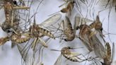 'Don't let your guard down': EEE detected in Cape Cod mosquito samples