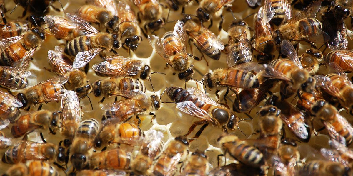 A Little Girl Complained Of ‘Monsters’ In Her Bedroom, But It Was Actually 50,000 Bees