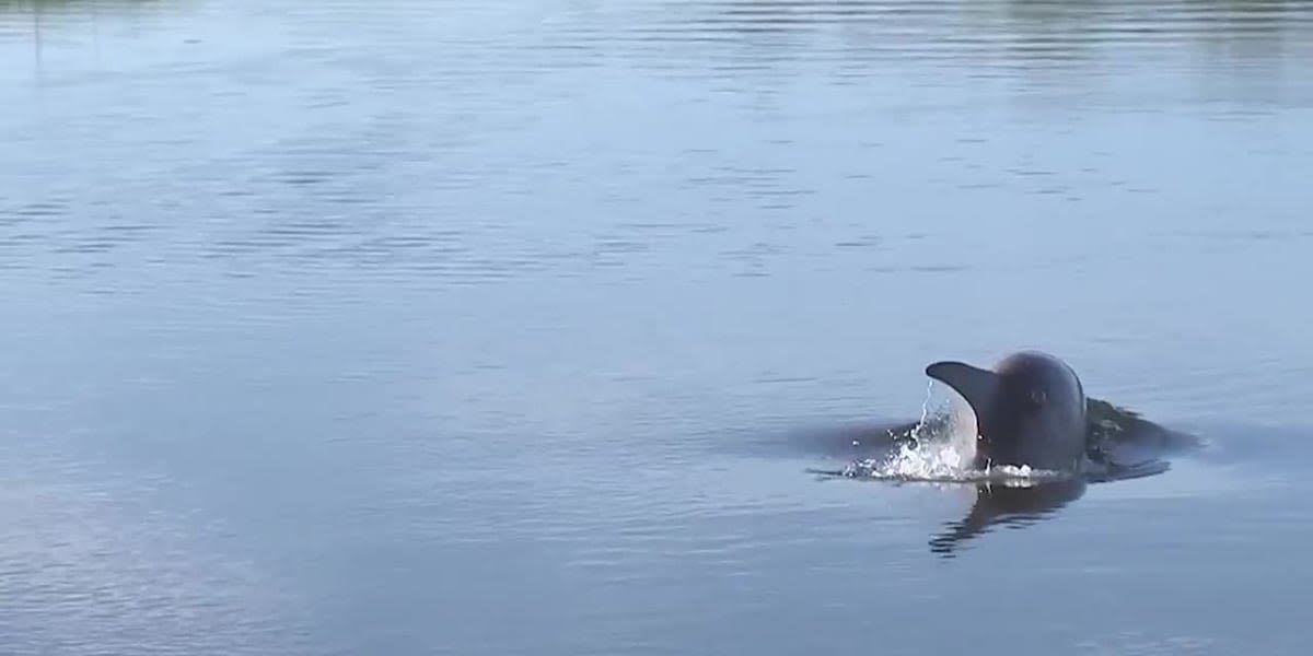 Dolphin stuck in creek dies after 'last resort' rescue attempt, officials say