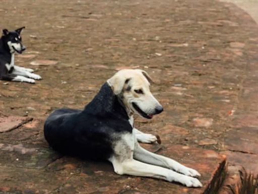 IIT Student Travelled From Chennai To Kolkata To Avenge Stray Dog's Killing