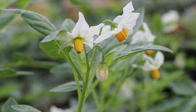 Indigenous People Brought Native Potato Species to Southern Utah, Genetic Analysis Reveals