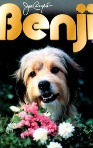 Benji (1974 film)