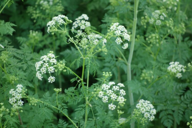 Public Service Announcement: Poison Hemlock is in bloom!