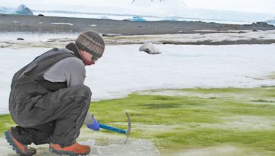 Antarctica Turning Green At An Alarming Rate, Says Study