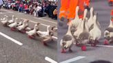 Desfile militar: gansos se roban el show y enternecen con sus botitas rojas en Arequipa