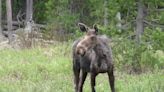 Fish and Game says recent surge in moose deaths due to AHD. Here's what that means. - East Idaho News