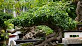 Japan’s bonsai trees are being targeted for theft and trafficking