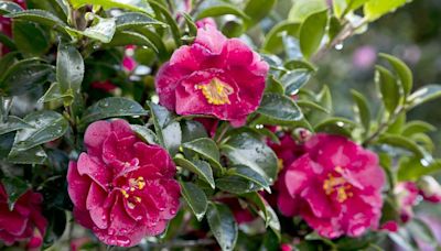 12 Shrubs You Can Plant To Add Privacy To Your Yard
