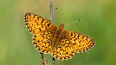 Why you should encourage butterflies into your garden