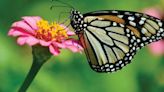Myths of the monarch butterfly
