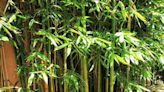 15 Interesting Types of Bamboo You Can Actually Grow Right at Home